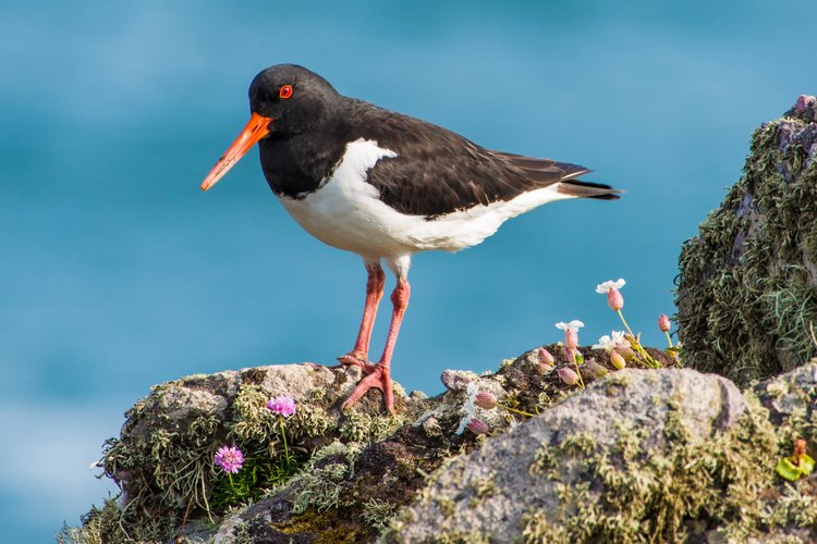 Bird perched on rock