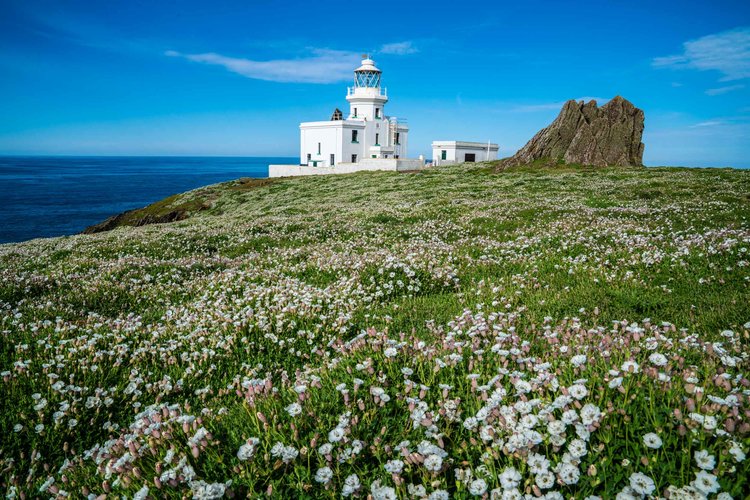 Flowers on grass with white building in background