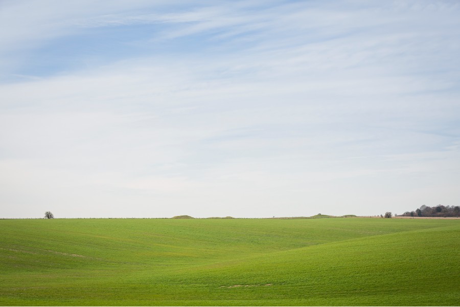 Expanse of green land